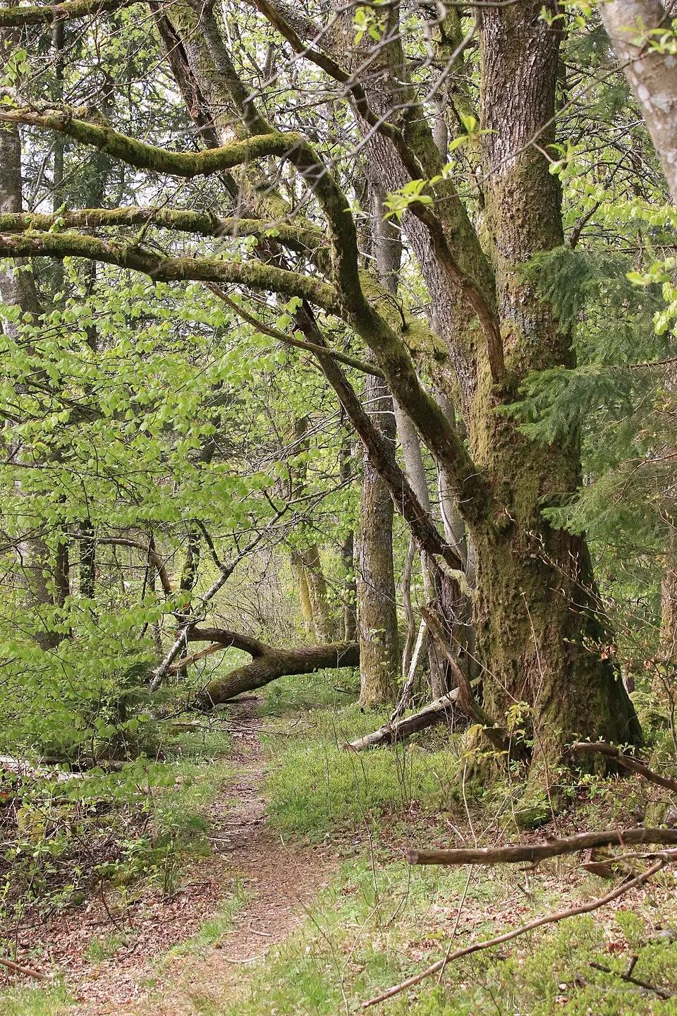 Ekered naturreservat