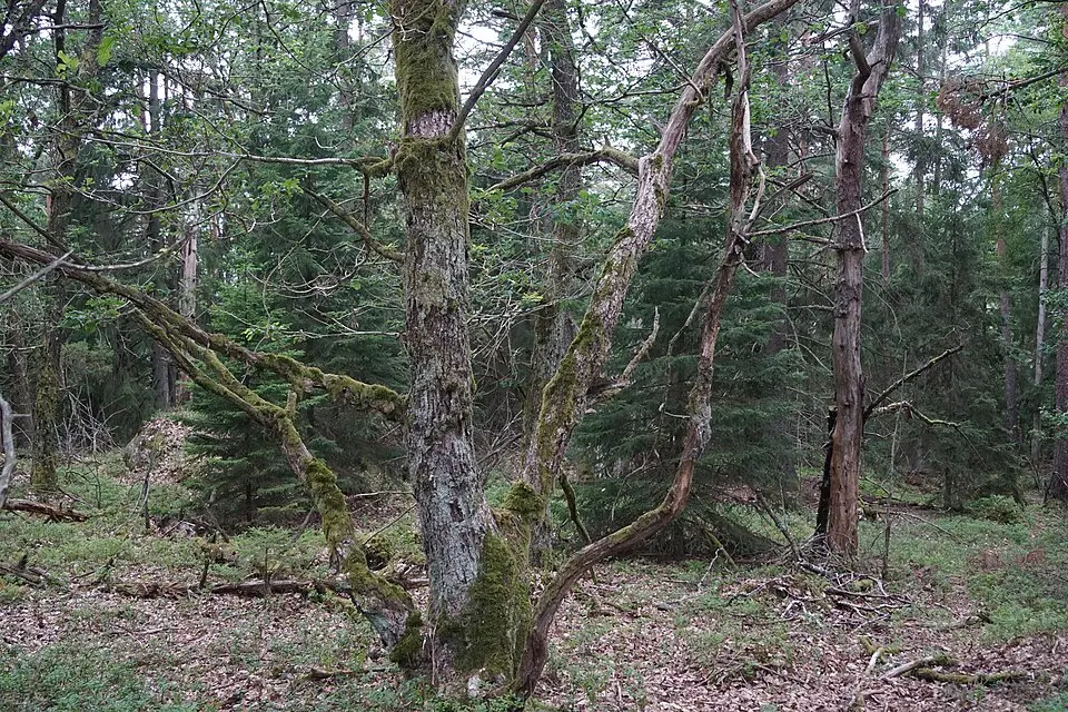 Ekliden