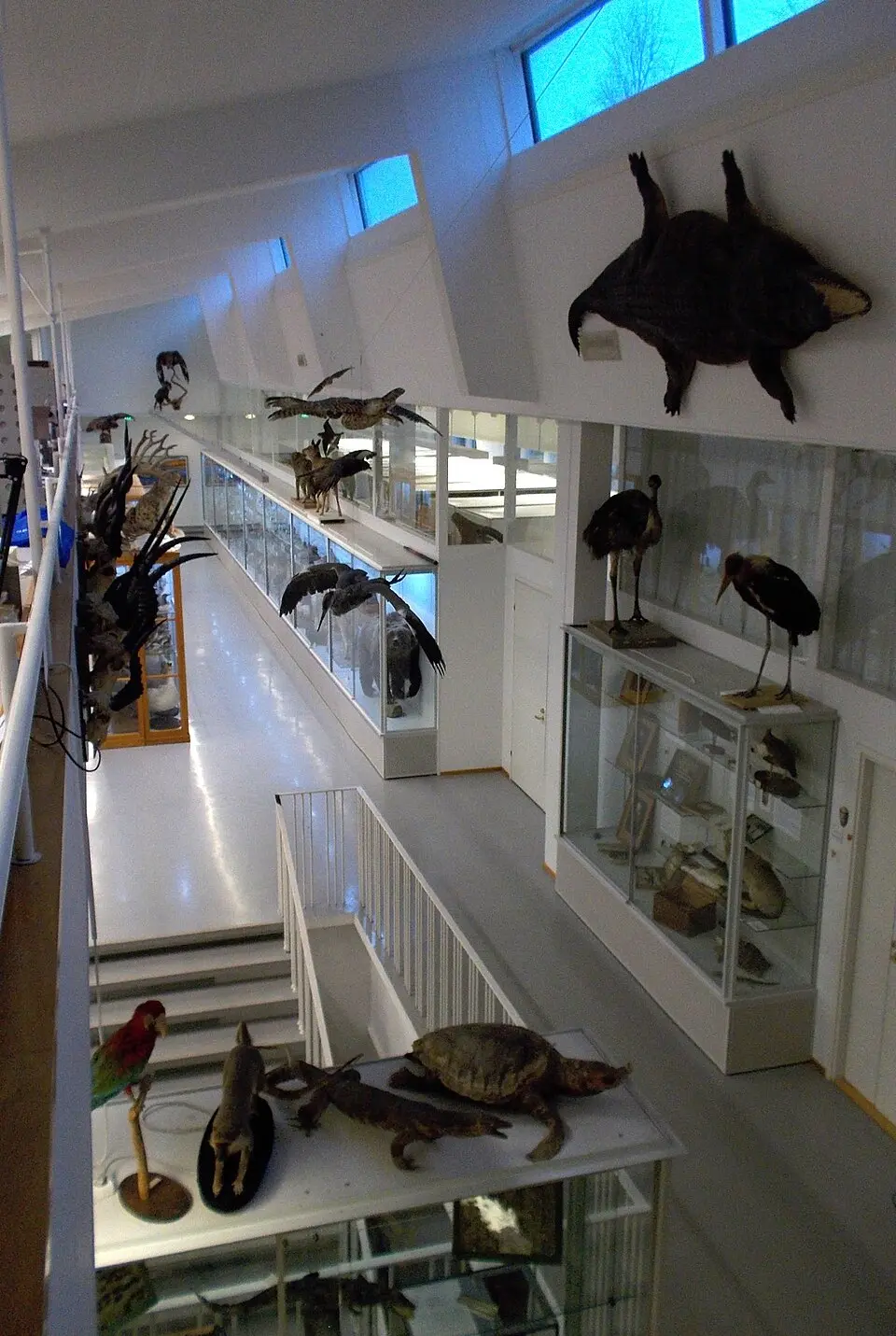 Turun yliopiston eläinmuseo