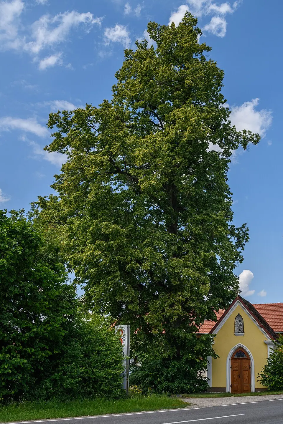 Kapellenlinden von Ruhsam