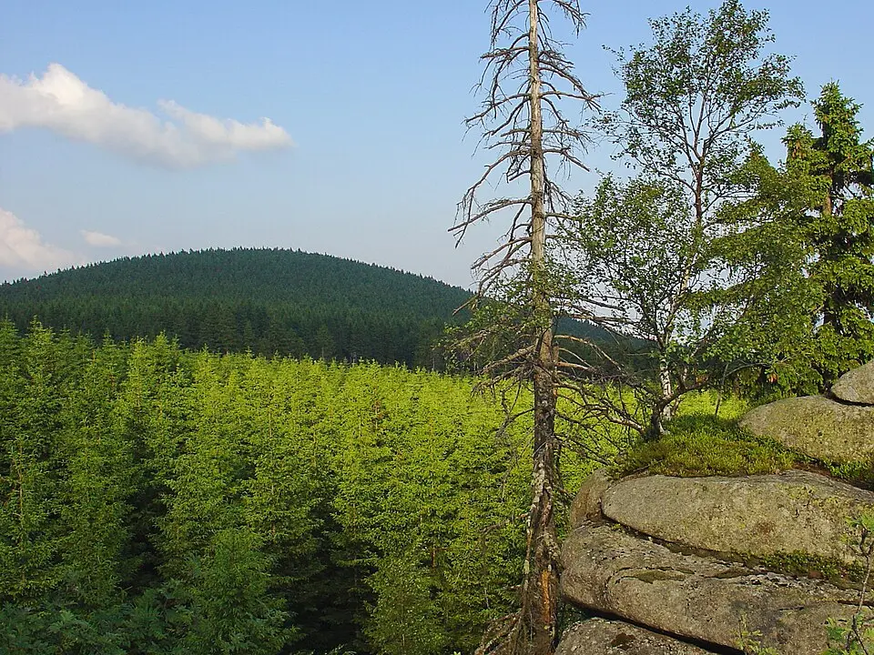Erdbeerkopf