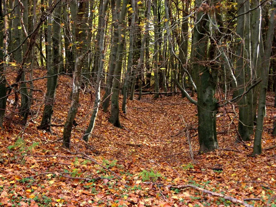 Obrázek: Henricus Sagittarius · Public domain Eringaburg
