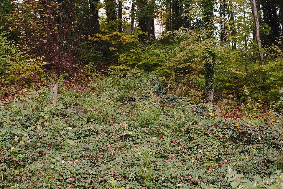 Ehemaliger Storchenweiher