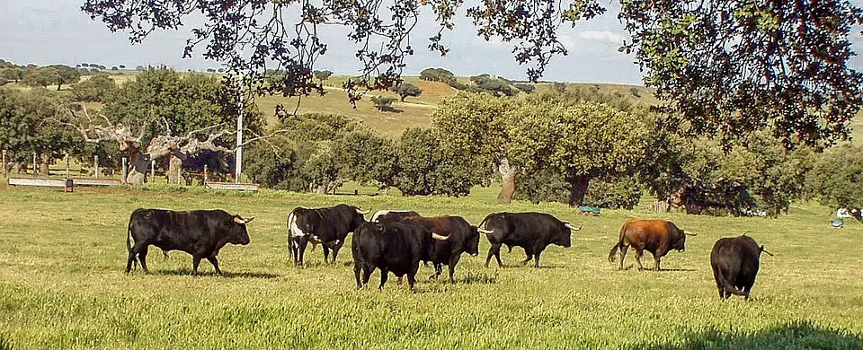 Campo Charro
