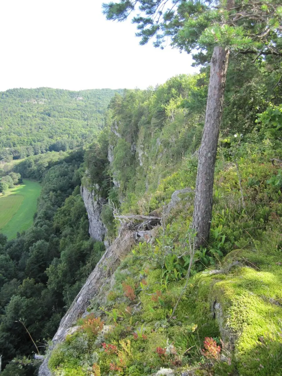 Falkensten