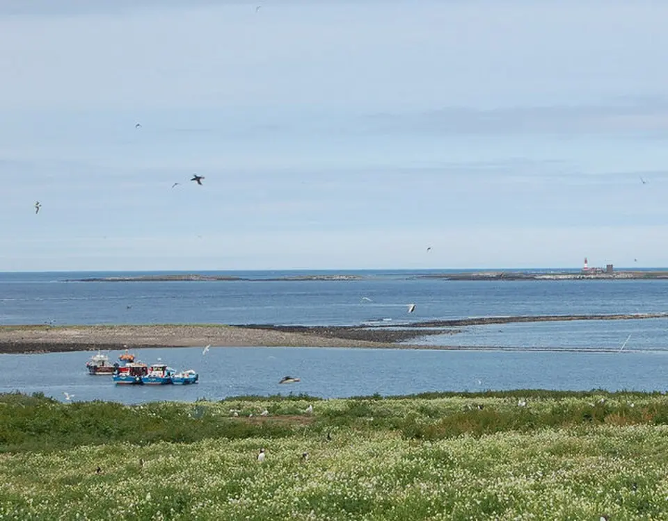 Farne-Inseln