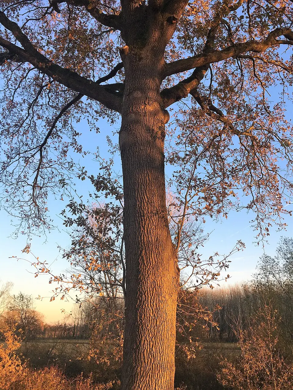 Bosco Grande