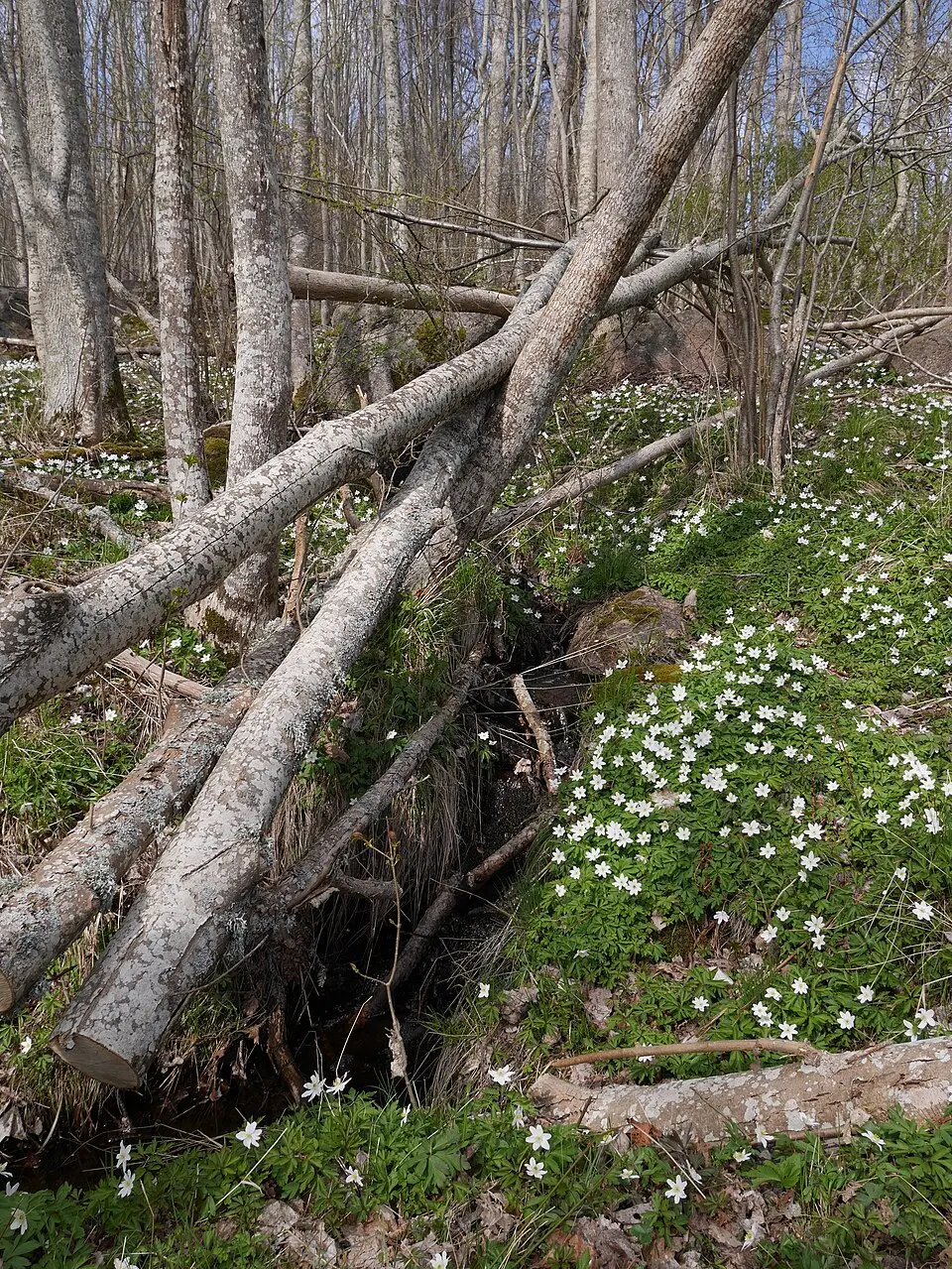 Farsboviken