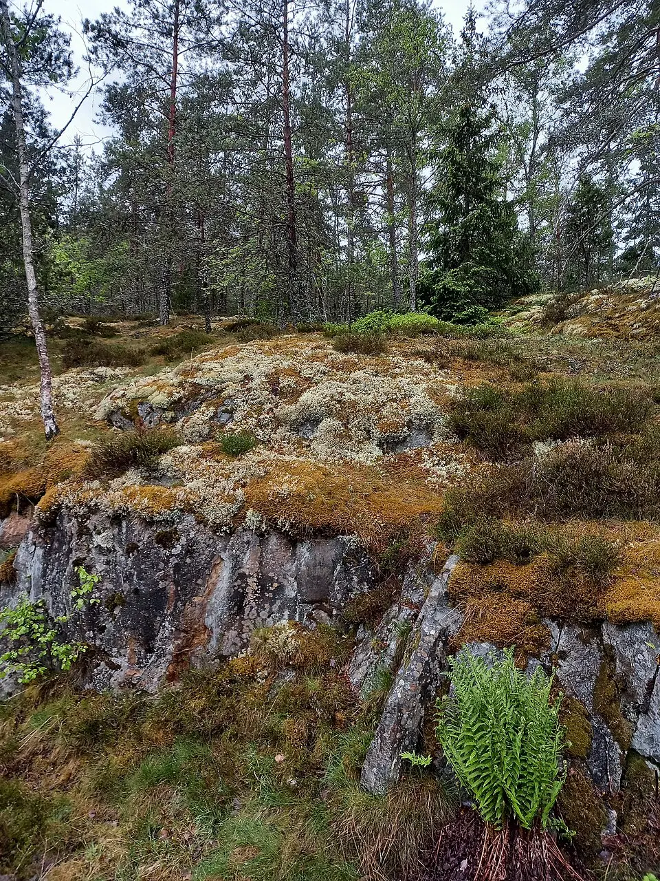 Jägarskogen