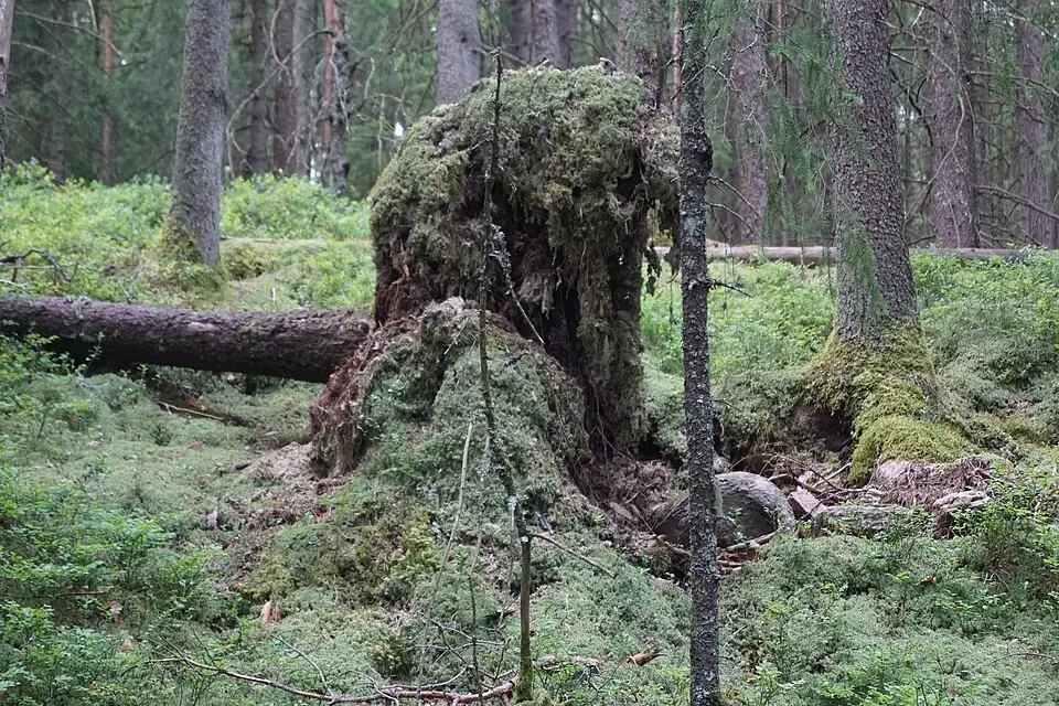 Färdsleskogen