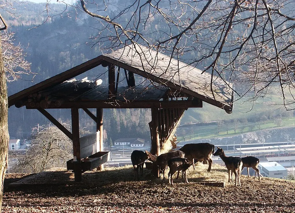 Wildpark Feldkirch