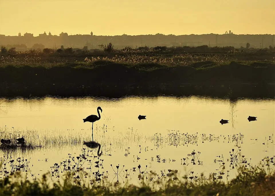 Marais de Geloi