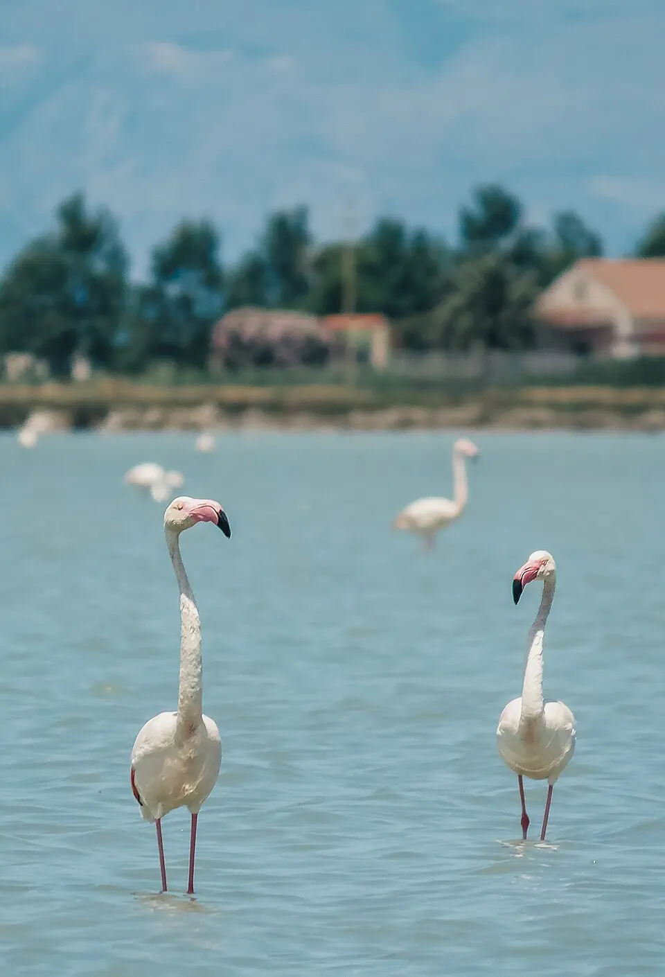 Oasis du lac Salso