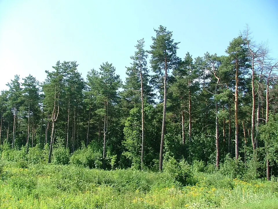 Fenyőfői Ősfenyves Természetvédelmi Terület