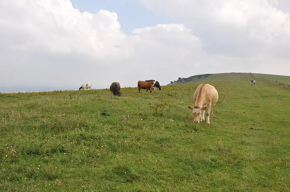 Three hlaews 400m north east of Overhill Lodge