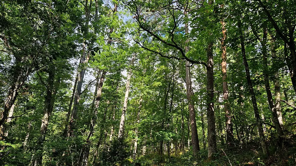 Fjellheia naturreservat