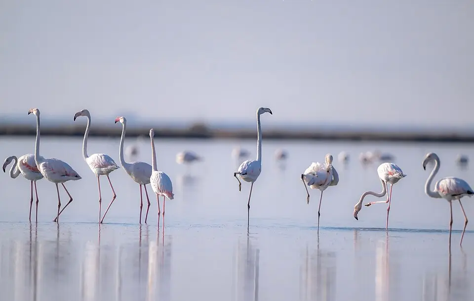 parc national de la Lagune de Karavasta