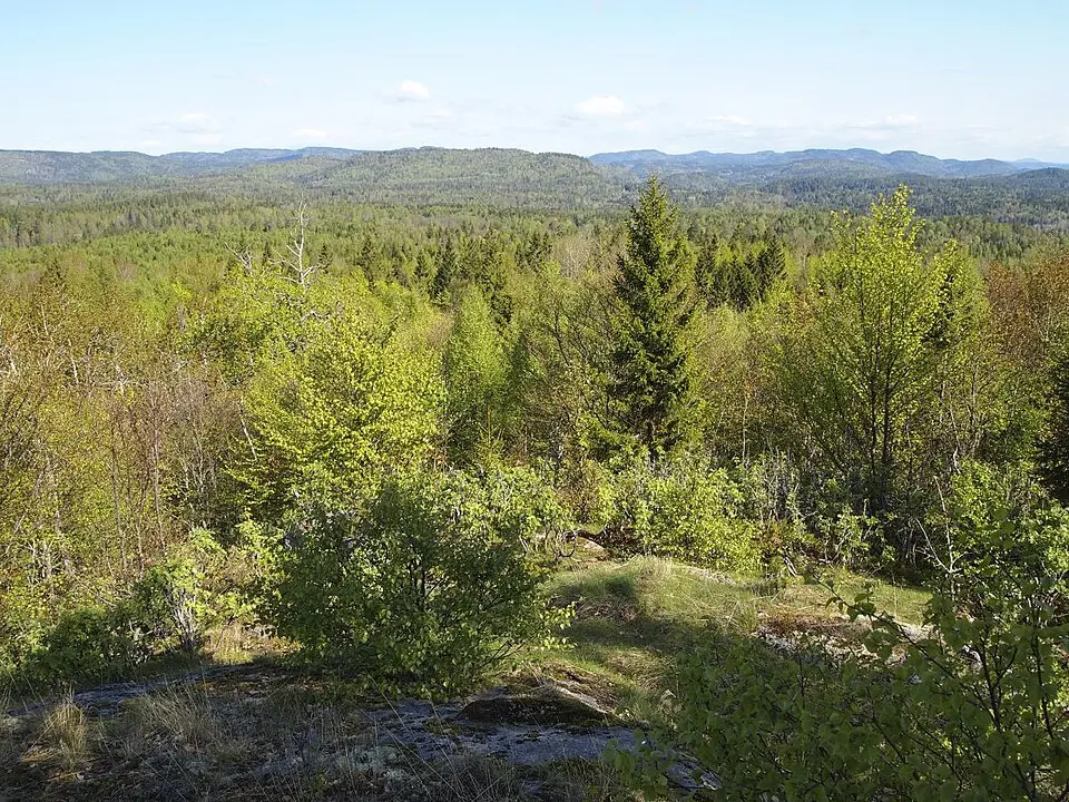Flisefyr-Hidalen naturreservat