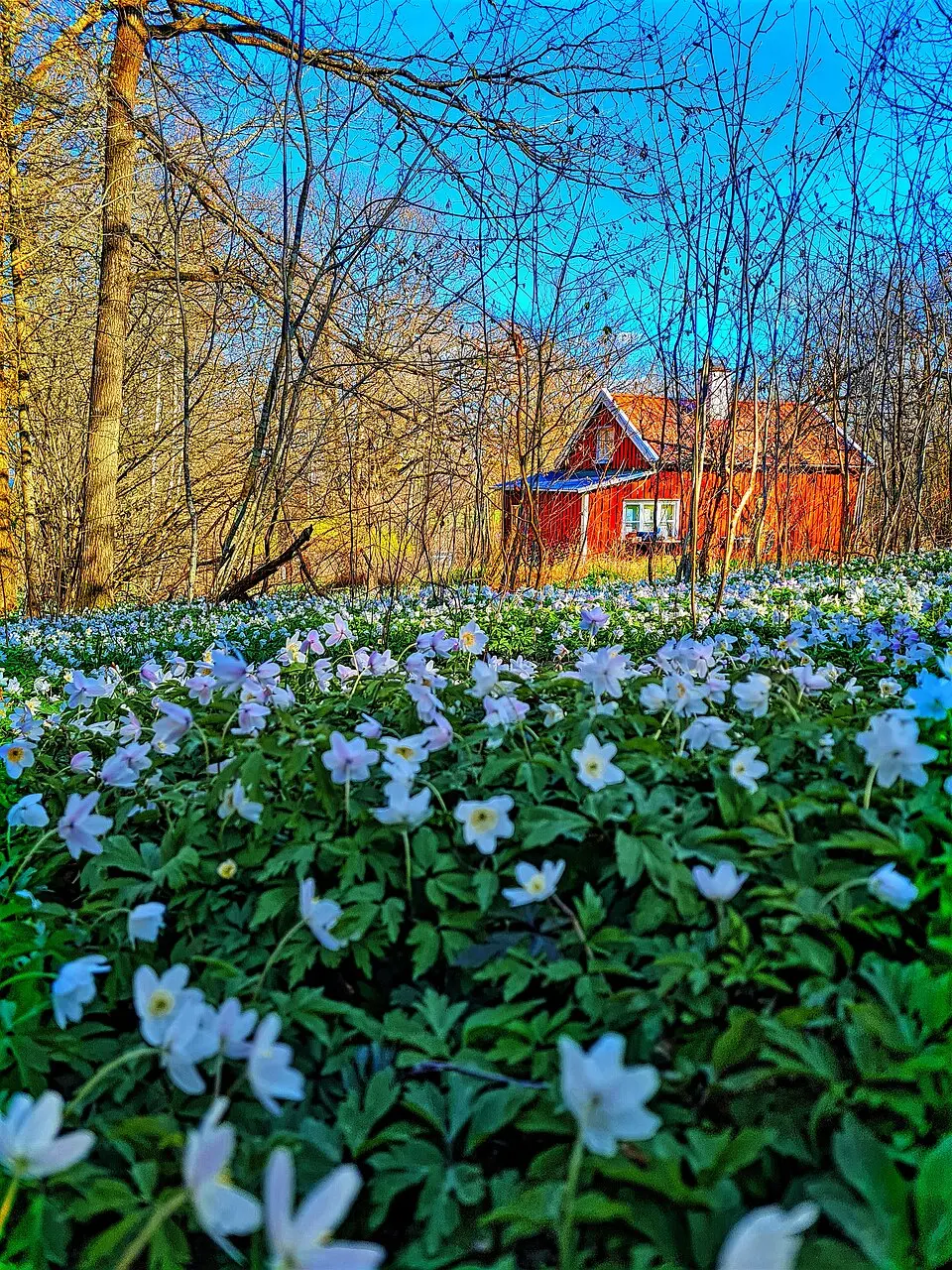 Häggeberga och Granbäcks lövskogar