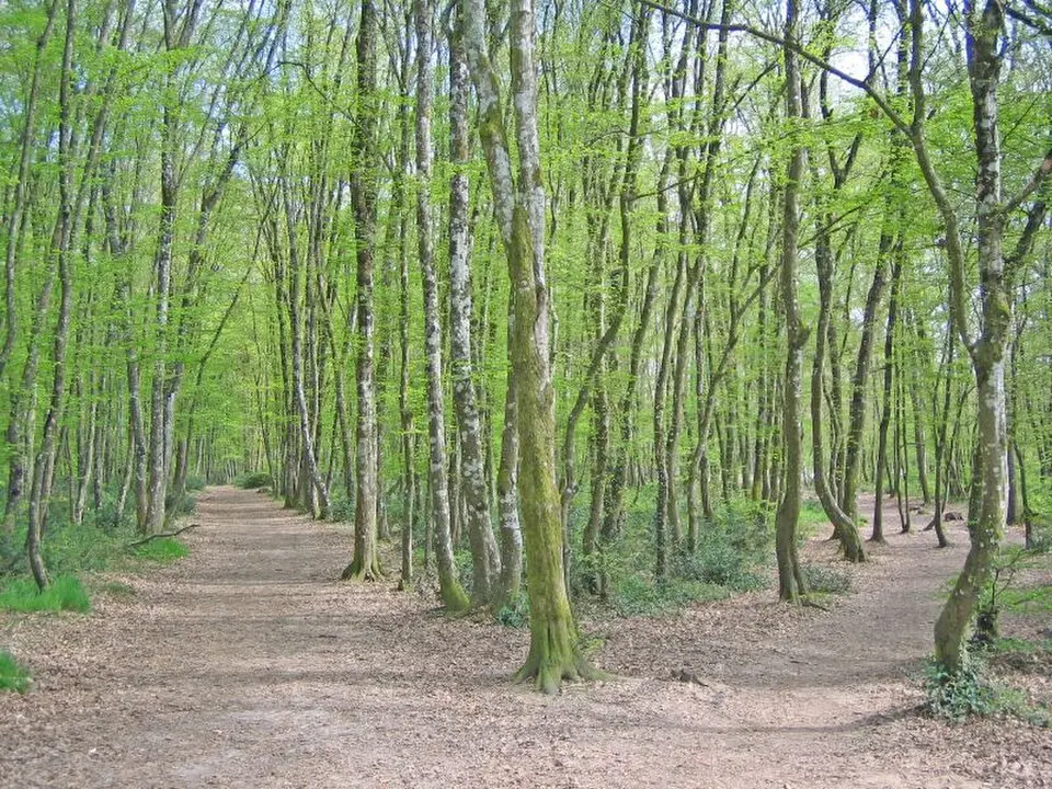 forêt de Bouconne