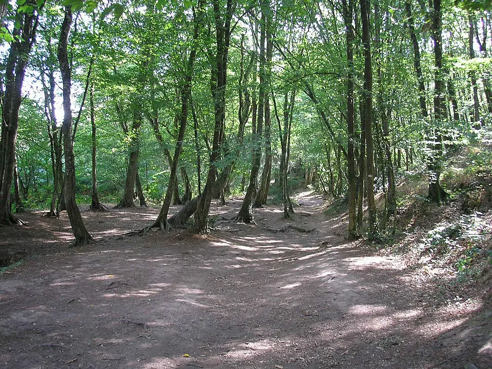 forêt de Paimpont