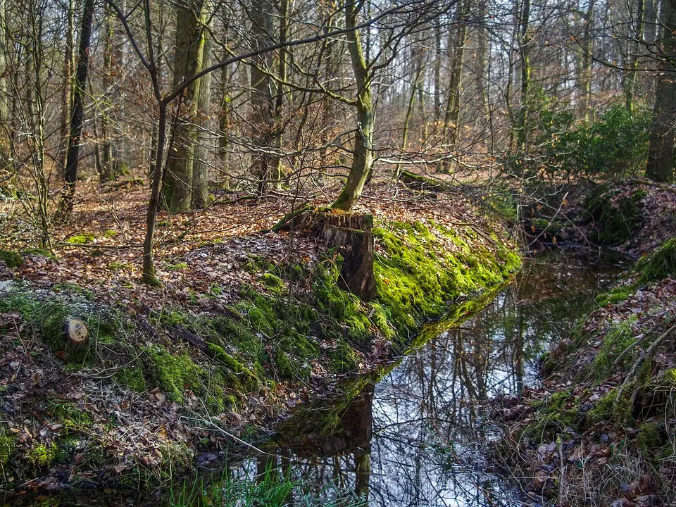 forêt de Haguenau
