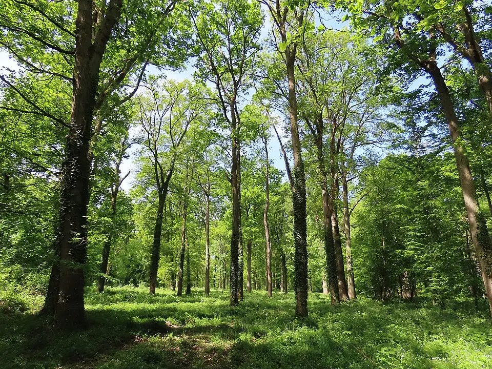 Kép: Rémih · CC BY-SA 4.0 forêt de Saint-Germain-en-Laye
