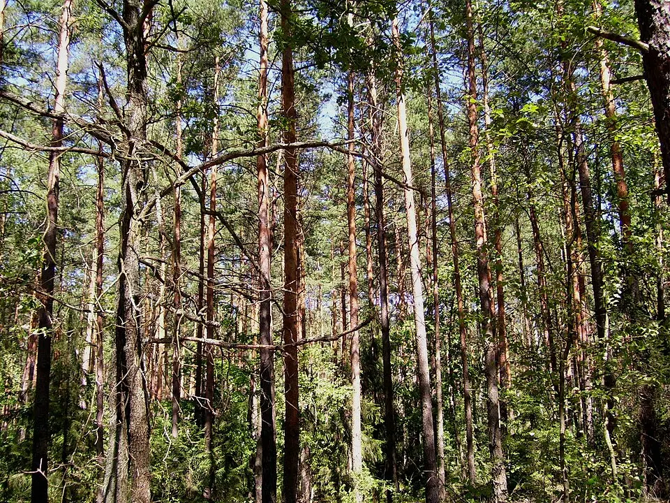 Puszcza Biała