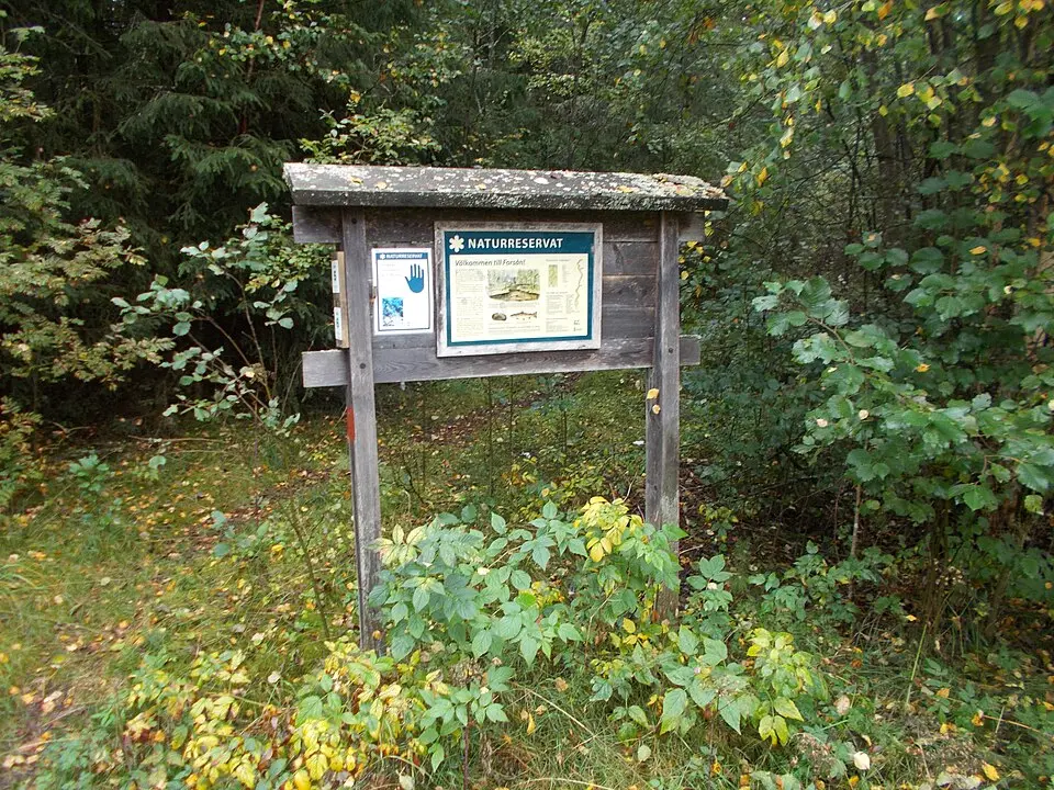 Forsån